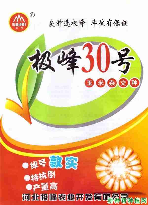 极峰30玉米品种好不好？